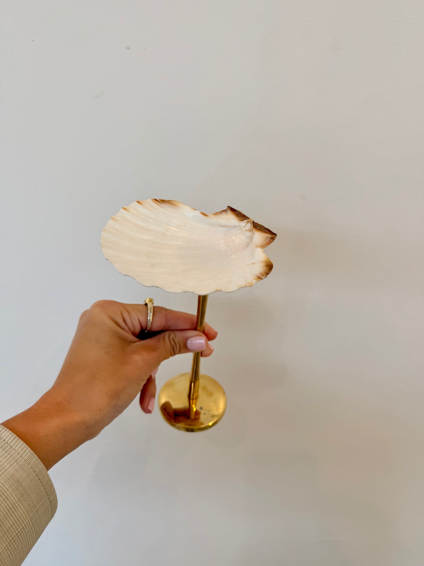 Shell Display Dish - Tall