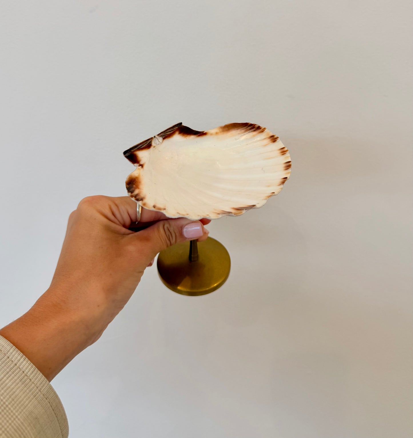 Shell Display Dish - Small
