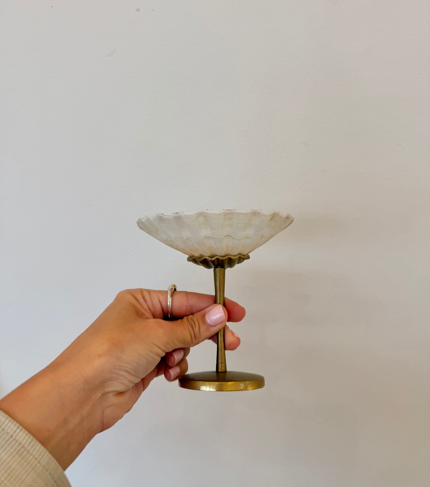 Shell Display Dish - Small